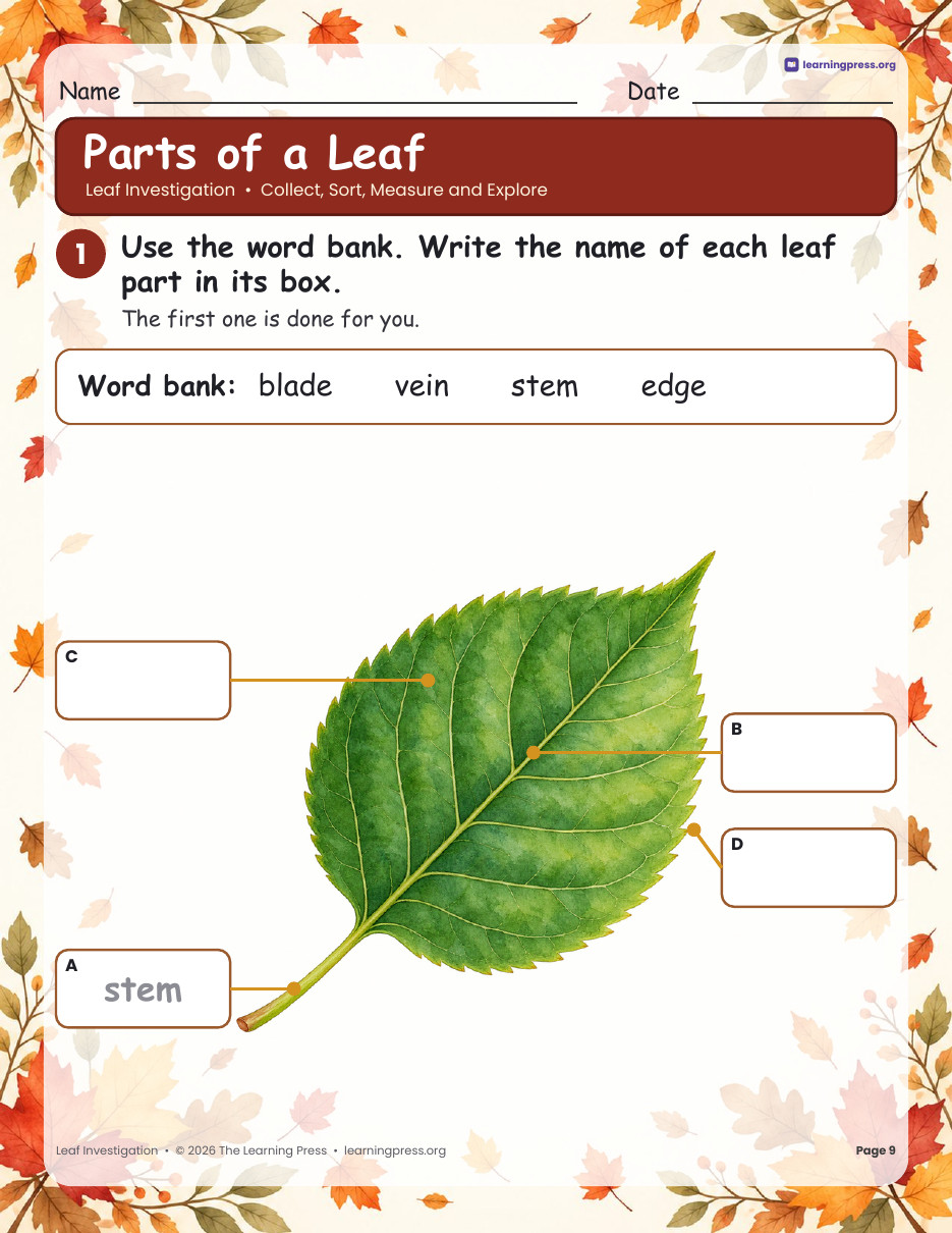 Preview page 4 of Leaf Investigation · Sort, Measure, Leaf Rubbing & Parts of a Leaf